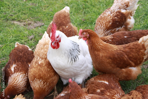 Hen Pecked (1)