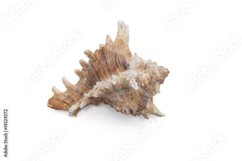 Meeresschnecke, Freisteller