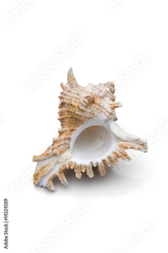 Meeresschnecke, Freisteller