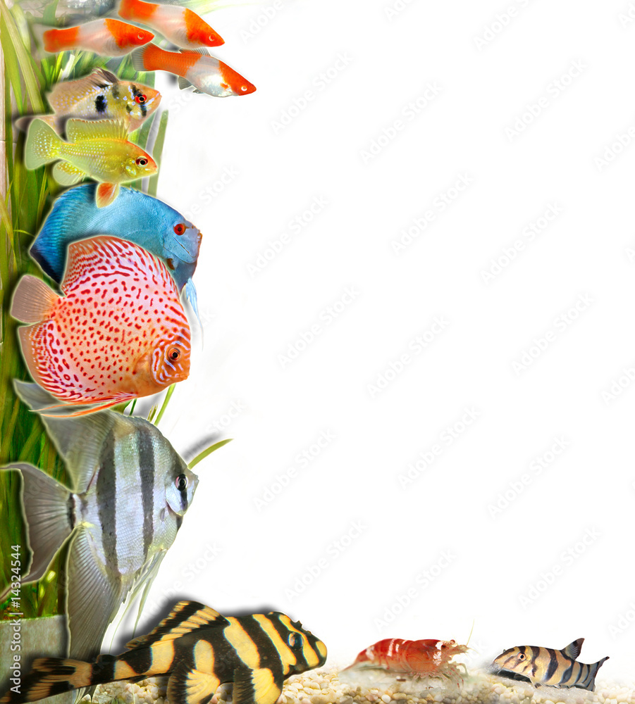 Fototapeta premium Zierfische 04