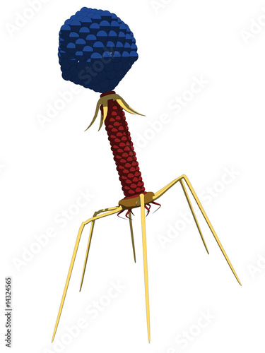 bakteriophage