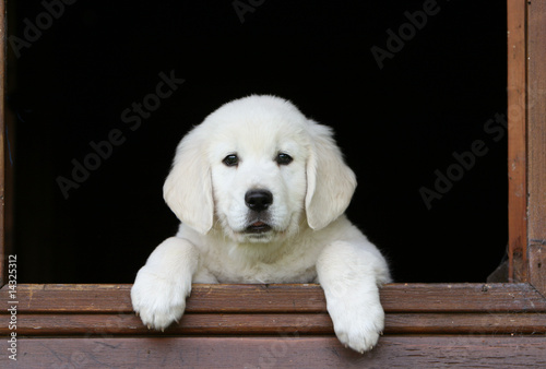 adorable jeune golden retriever qui regarde par la fenêtre photo