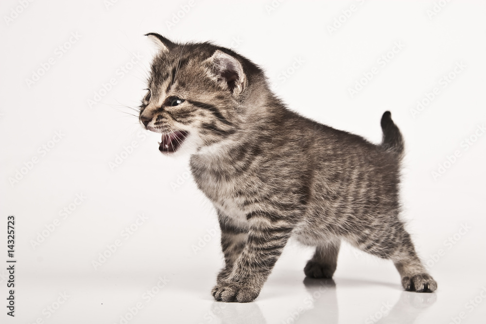 Obraz premium kitten