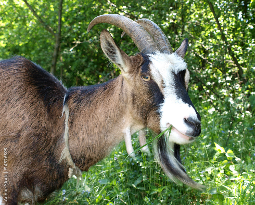 Goats head Goats head