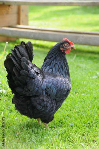 Schwarzes Huhn auf Wiese