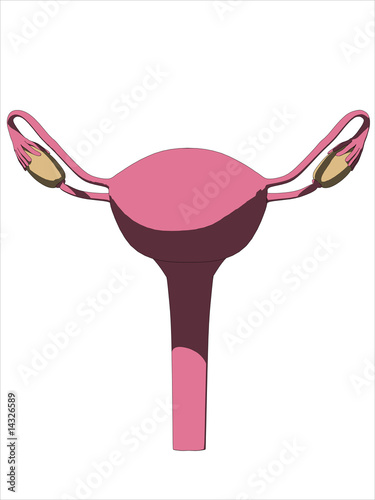 weiblicher uterus
