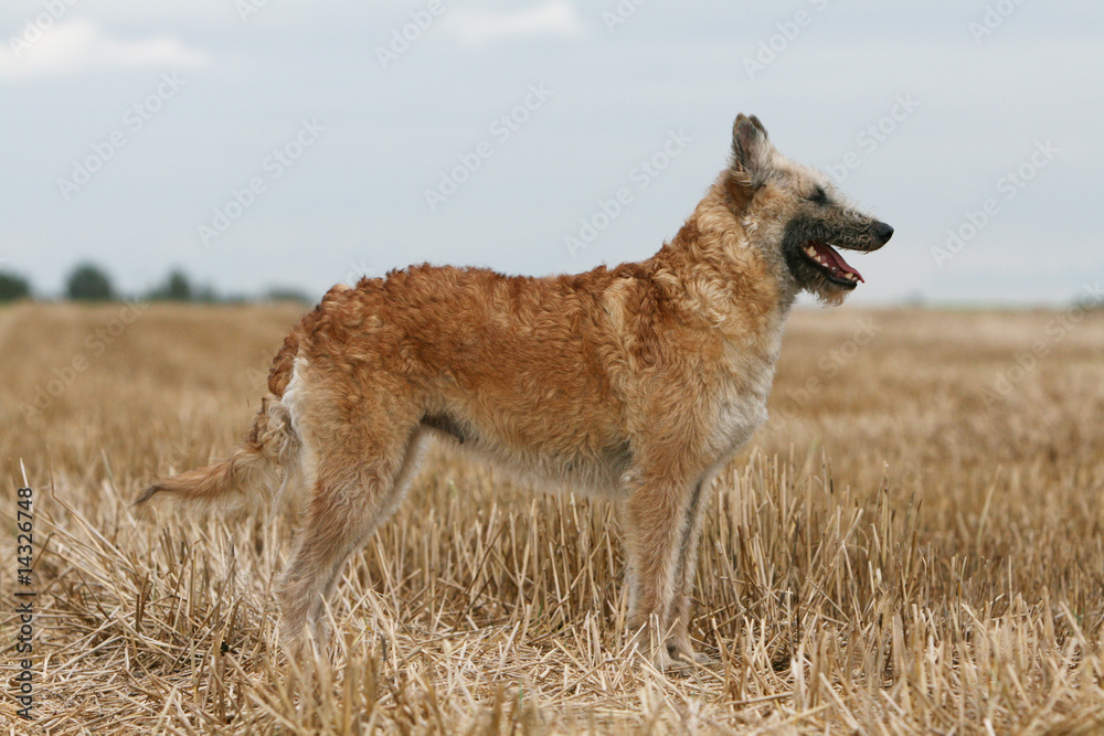 berger belge debout seul vu de profil dans les champs berger belge debout seul vu de profil dans les champs