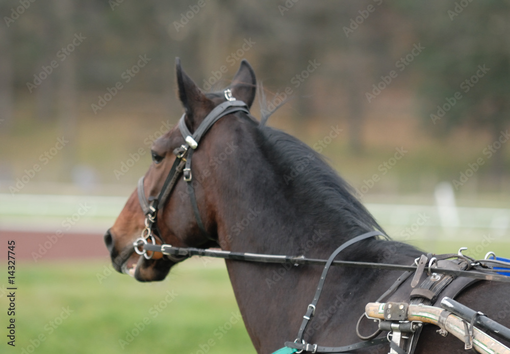 Obraz premium cheval de courses