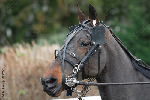 cheval de course © beatrice prève