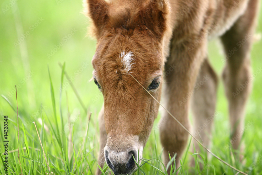 Fototapeta premium pony foal
