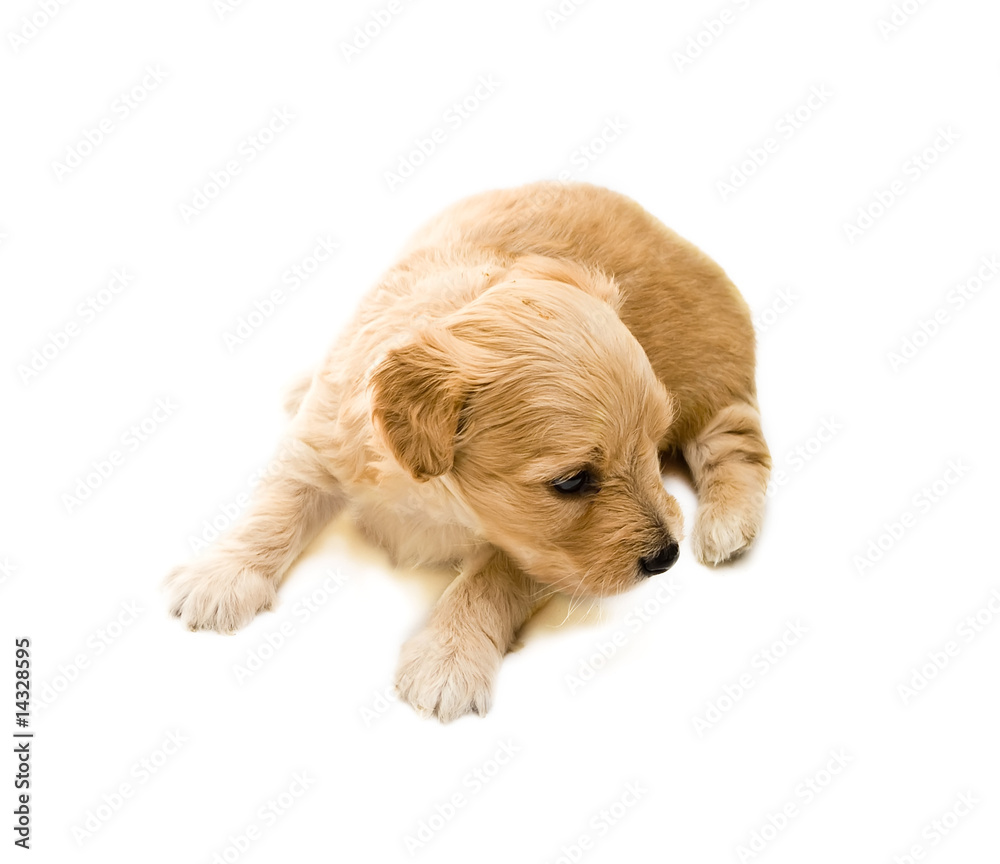 Puppy isolated