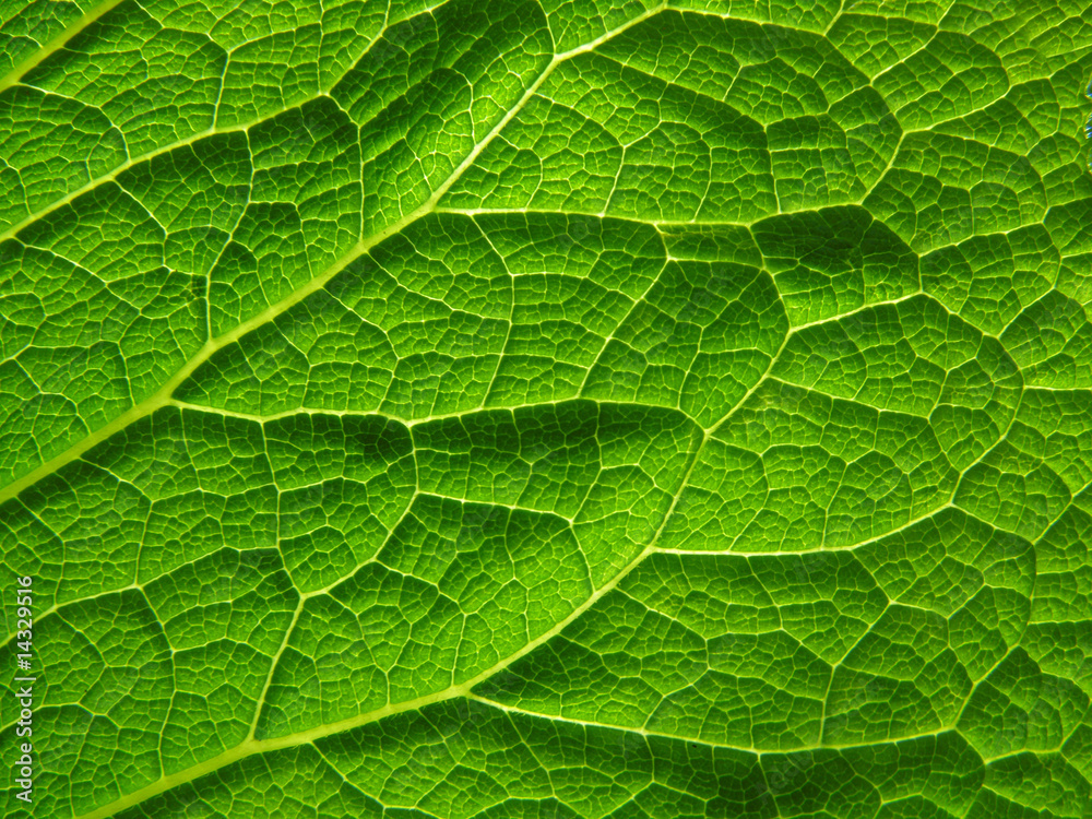 leaf structure leaf structure