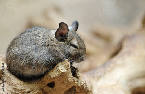 Cute chinchilla photo