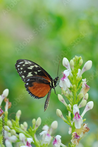 Canvas Print Monarch butterfly