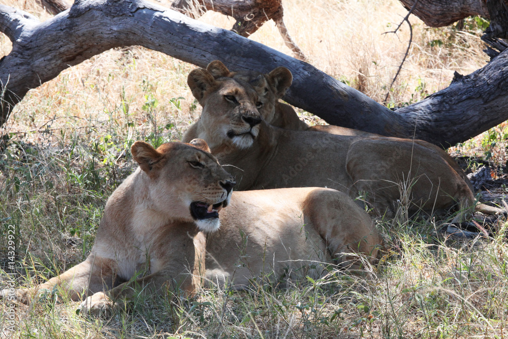 Lionesses in the shade Lionesses in the shade