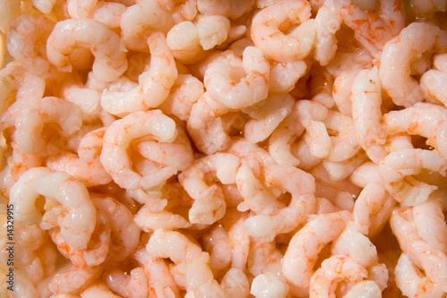 Shrimps background