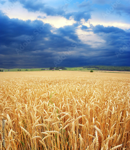 Dramatic view of wheat fields in stormy weather