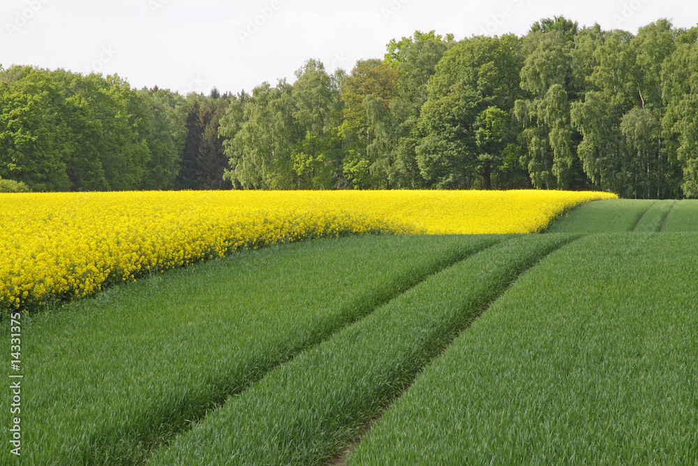 Obraz premium Rapsfeld