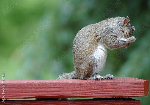 Fototapeta Naklejka Na Ścianę i Meble -  Squirrel with Headache