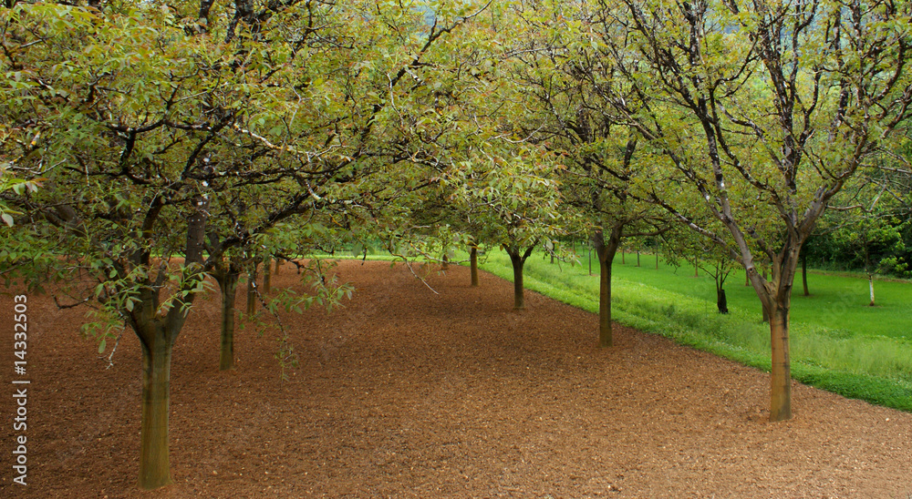 Naklejka premium Noyer