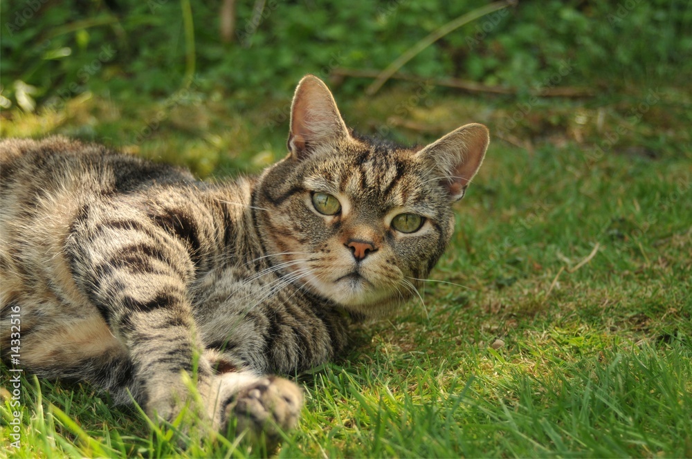 Cat on Grass