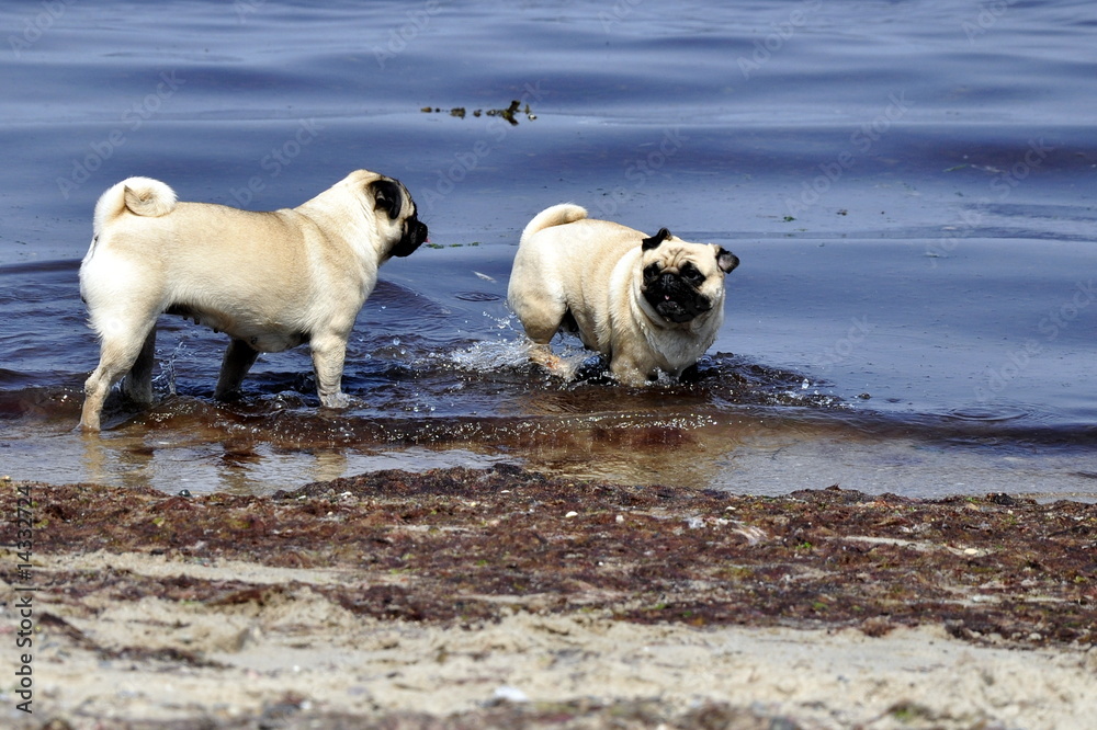 Obraz premium Möpse am Strand