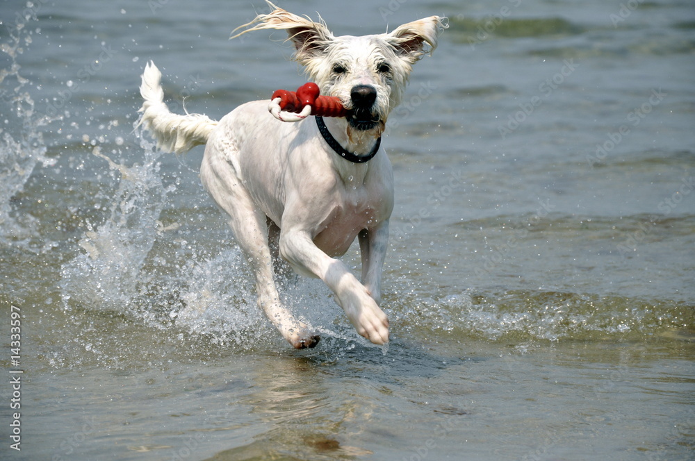 tobender Hund tobender Hund