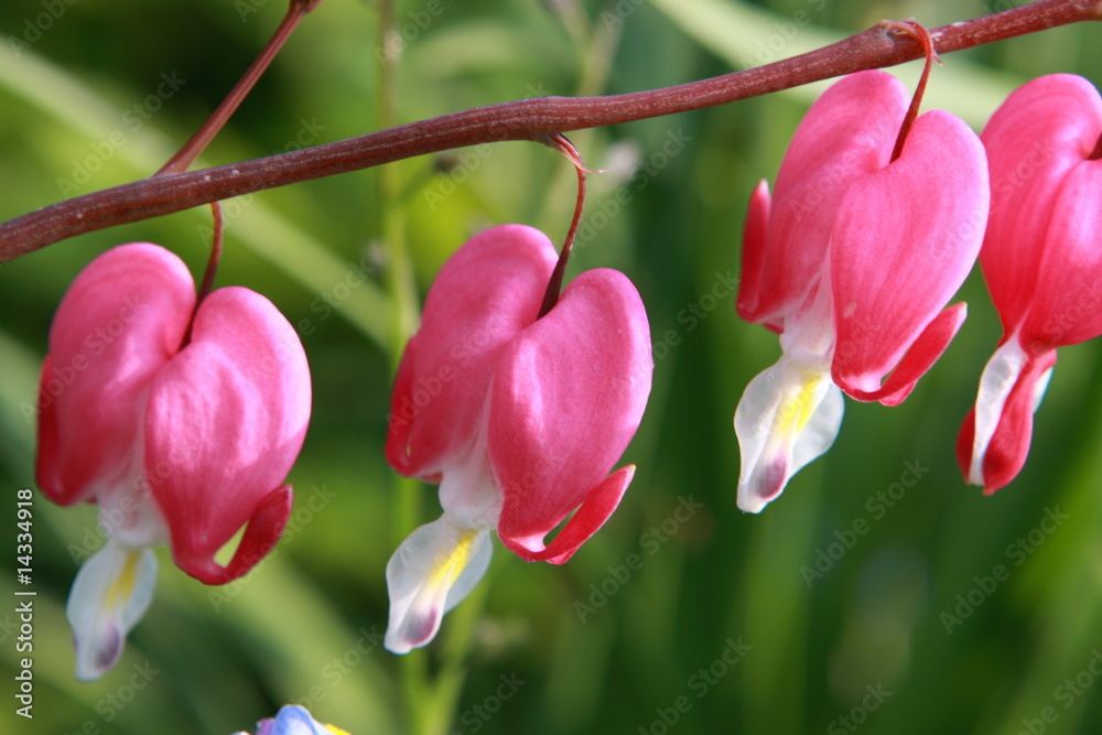 bleeding heart ,Dicentry