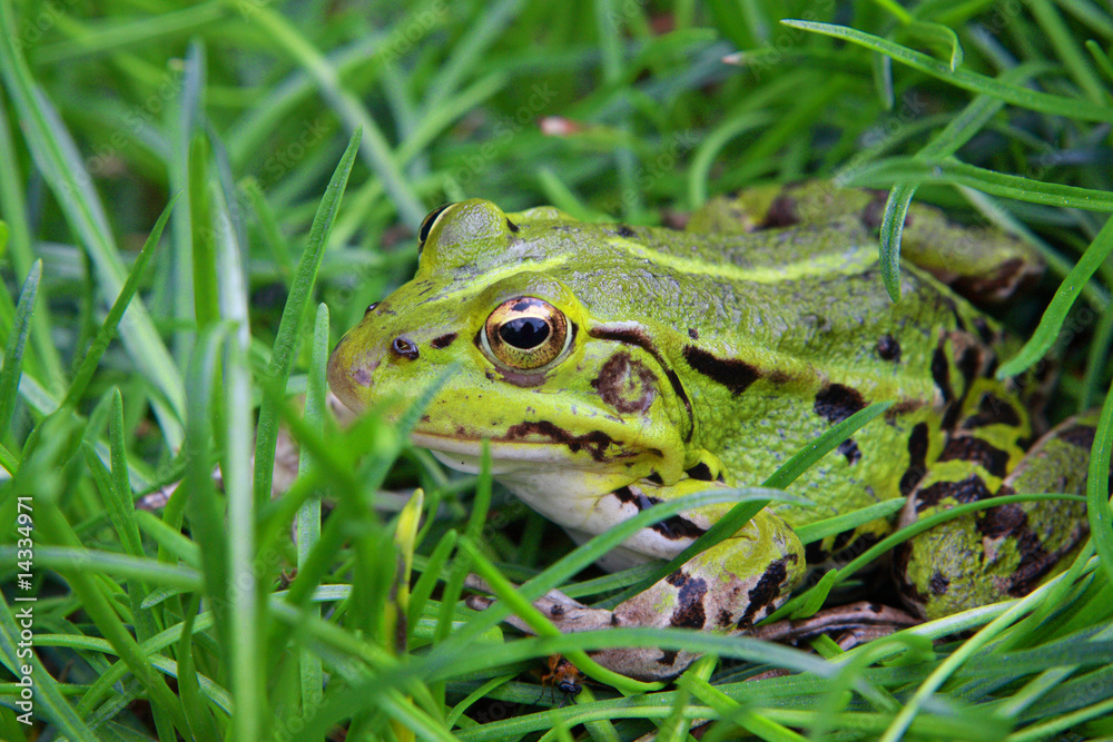 green grass frog green grass frog