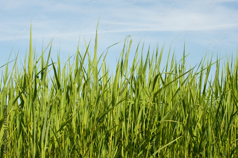 Grass in the sun