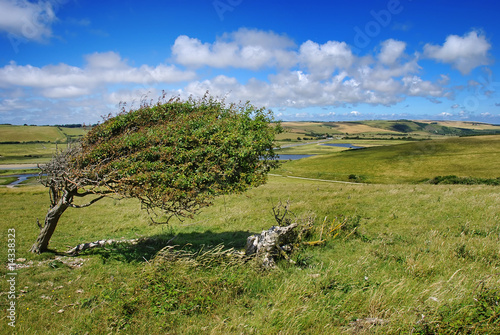 Obraz na płótnie Beautiful summer landscpae with a single tree