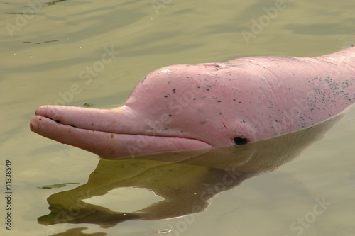 Un raro esemplare di Delfino rosa (albino)