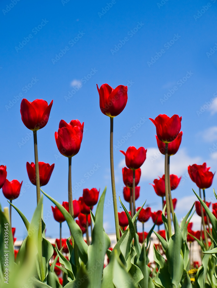 Fototapeta premium red tulips