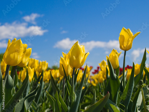 yellow tulips