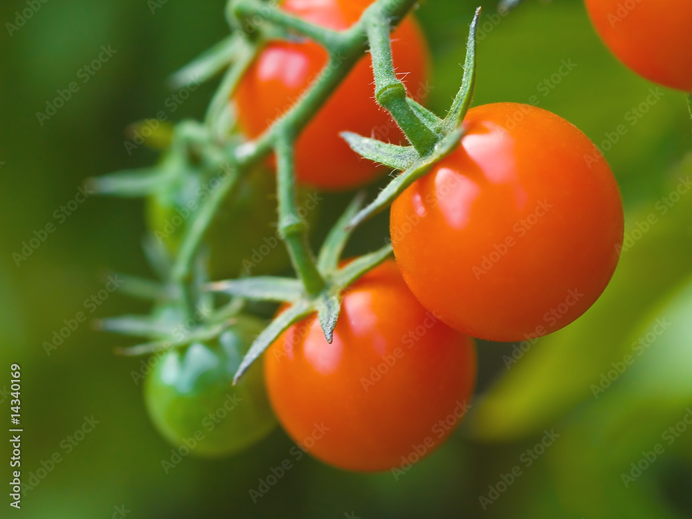 Tomatoes on the Vine