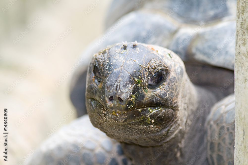 Giant Tortoise Giant Tortoise
