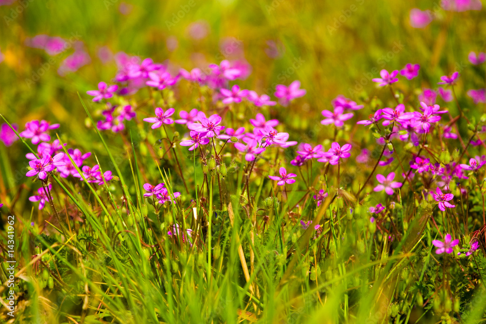 Naklejka premium wild flowers