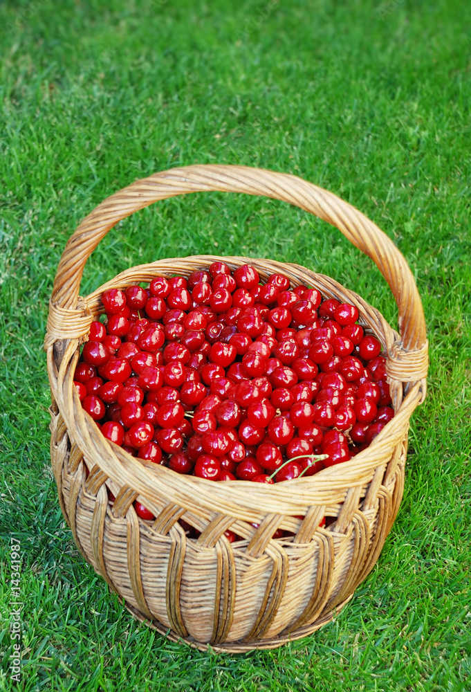 Bing cherries in basket Bing cherries in basket