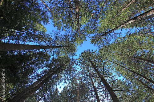 Extremely Tall Pine Trees in Nature