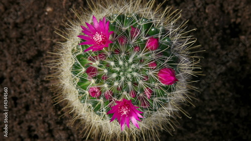 Kaktusblüte in Zeitraffer