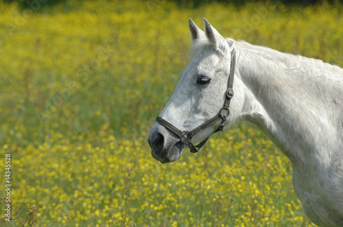 Weisses Pferd auf Blumenwiese