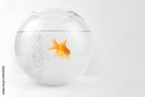 Goldfish in the bowl