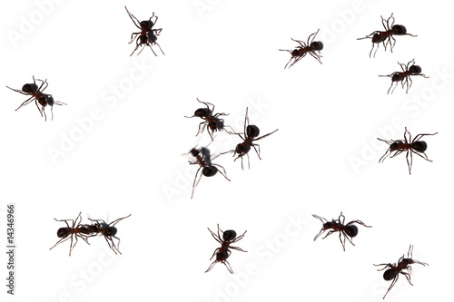 Viele Ameisen © MAK
