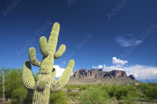 a green cactus against a blue sky