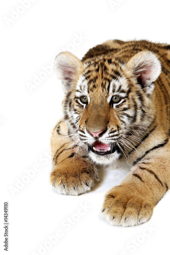 Fototapeta Naklejka Na Ścianę i Meble -  Siberian Tiger Cub