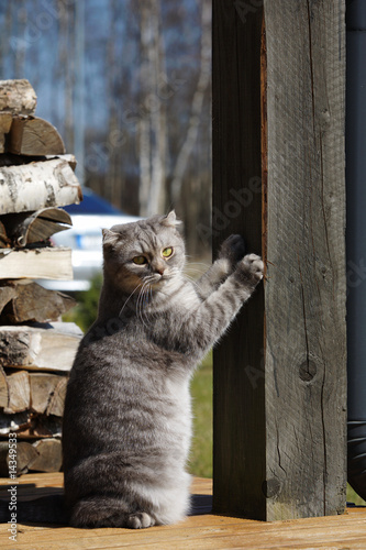 Cat scratching the column