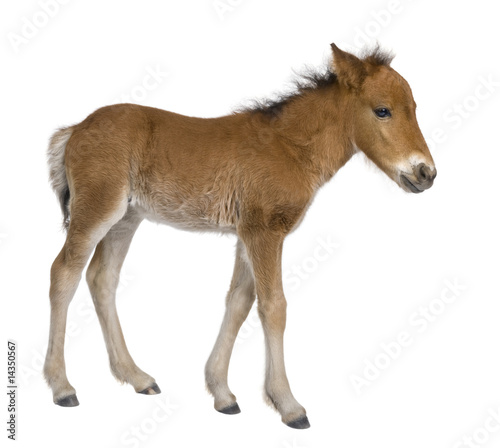 Foal (4 weeks old) © Eric Isselée