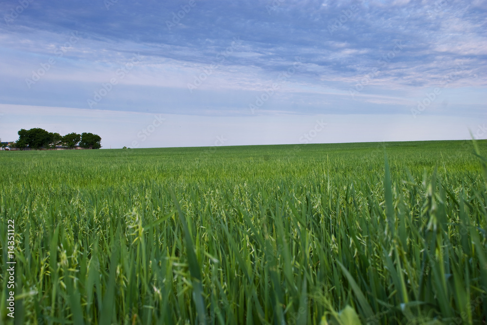 Green field of oats
