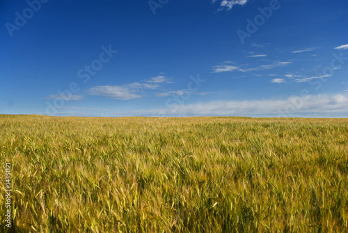 Wheat field