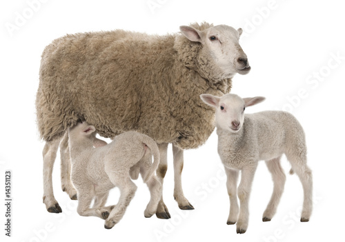 a Ewe with her two lambs, one is suckling photo
